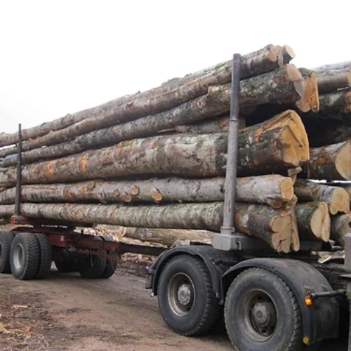 Buchenstämme – 50 Kubikmeter LKW-Ladung