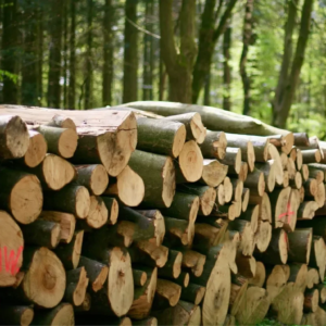 Stammholz Buche – LKW-Ladung (wahlweise ganz oder halb)