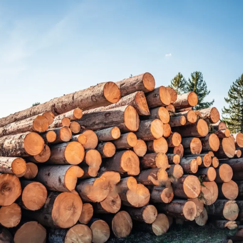 Stammholz Nadelholz – LKW-Ladung flexibel